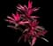 'Red Sister' Cabbage Palm — design image 24