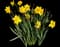 Wild Daffodil — design image 13