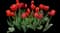 Tulip 'Bourbon Street Triumph' — design image 1