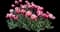 Tulip 'Top Lips Double Late' — design image 1