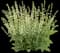 'White Profusion' Perennial Salvia — design image 1