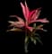 'Red Sister' Cabbage Palm — design image 3