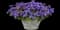 Monarch Magic Floss Flower — design image 3
