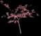 Japanese Maple Tree — design image 16