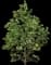 Downy Oak — design image 4