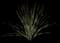 Desert Spoon — design image 22