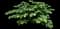 Eastern Redbud Tree — design image 7