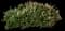 Candytuft (Iberis sempervirens) — design image 12