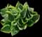 Twilight Hosta — design image 1
