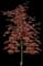 Bloodgood Japanese Maple Tree — design image 6