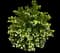 Eastern Snowball Bush — design image 1