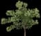 Sweet Chestnut Tree — design image 3
