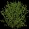 European Aspen — design image 2