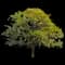 Oak Tree (Quercus) — design image 1