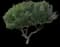 Yellow Oleander — design image 3