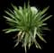 Asiatic poison lily — design image 17