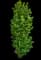 Columnar Buckthorn — design image 6
