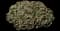 Broadleaf Stonecrop — design image 1
