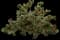 Little John Dwarf Bottlebrush — design image 2