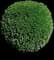 Wintergreen Boxwood Shrub — design image 1