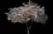 Mt. Fuji Flowering Cherry — design image 1