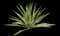 Giant Cabuya — design image 10