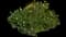 California Poppy — design image 1