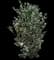 Japanese Camellia Shrub — design image 1