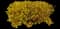 Forsythia Shrub — design image 7