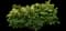 Goat's Beard — design image 1