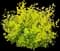 Golden Ticket® Privet — design image 2