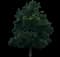 Emerald Queen™ Norway Maple — design image 1