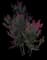 Crape Myrtle Trees — design image 1