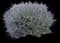 Russian Sage — design image 2