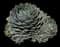Butterfly Agave — design image 2