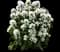 Angel Bells Clustered Bellflowers — design image 1