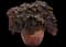 Dark Side of the Moon Astilbe — design image 3