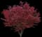 Emperor I® Japanese Maple Tree — design image 5