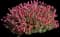 Pink Skullcap Shrub — design image 1