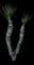 Spanish Dagger Yucca — design image 12
