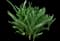 Hyacinth — design image 3