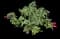 China Rose — design image 2