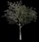 Pistachio Tree — design image 1