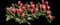 Tulip 'Canasta' — design image 2