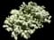 Snowball Bush — design image 2