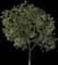 Chinese Persimmon Tree — design image 2