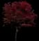 Emperor I® Japanese Maple Tree — design image 8