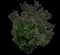 Common Lilac — design image 21
