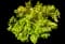 Ninebark - Yellow — design image 2