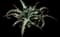 Gypsophilia Agave — design image 1